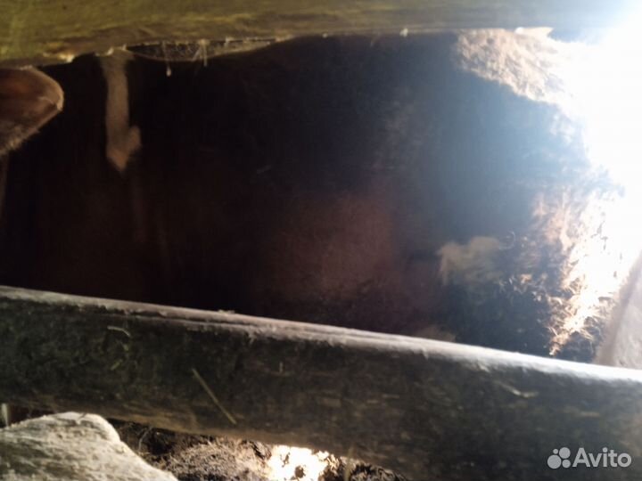 Продажа быка