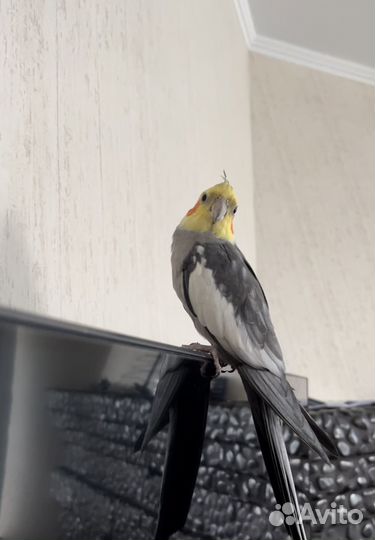 Попугай Корелла Ручной