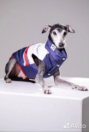 Одежда для собак