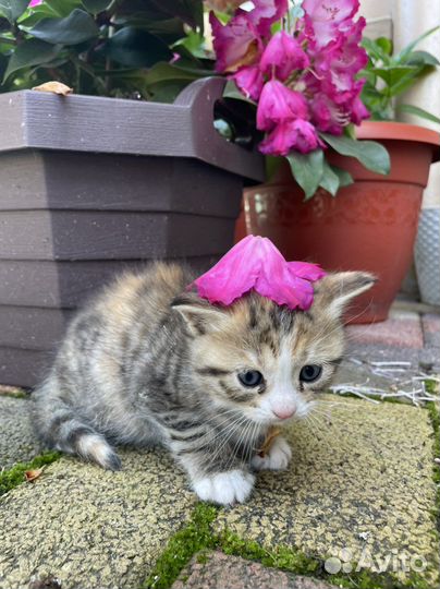 Кошечка в добрые руки