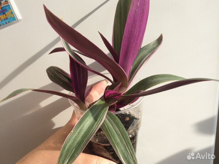 Рэо вариегантный