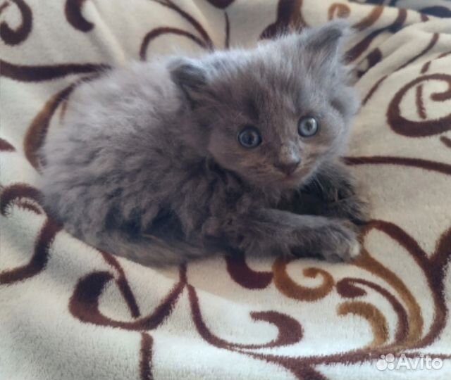 Котенок, девочка