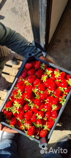 Клубника вкусная сладкая из Кубани огнище