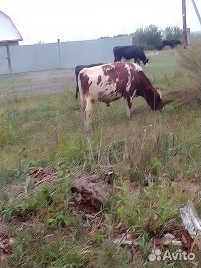 Быки