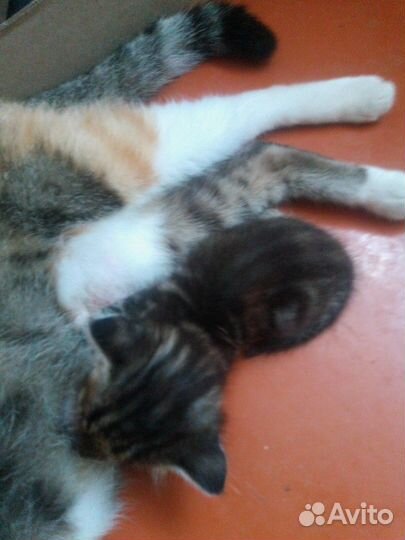 Котята в добрые руки