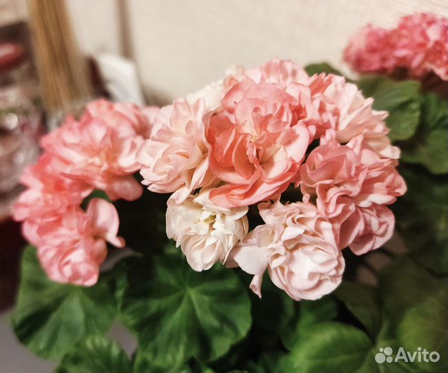 Пеларгония зональная 