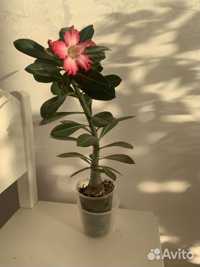 Адениум взрослый цветущий