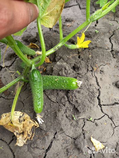 Мясо Деревенское и Молочко:Творог:Сметака:Огурцы