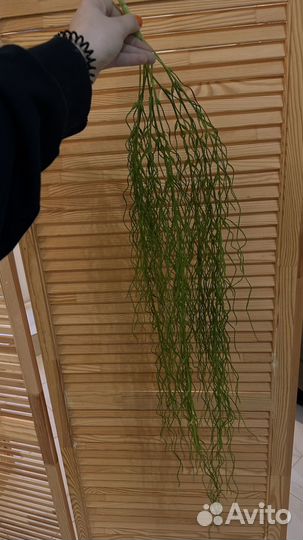 Растение для декора