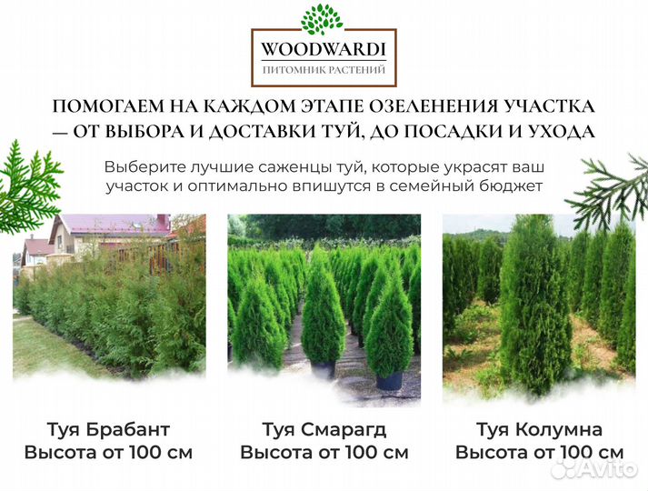 Туя Брабант Экстра качество