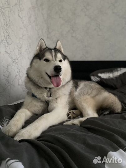 Передержка собак