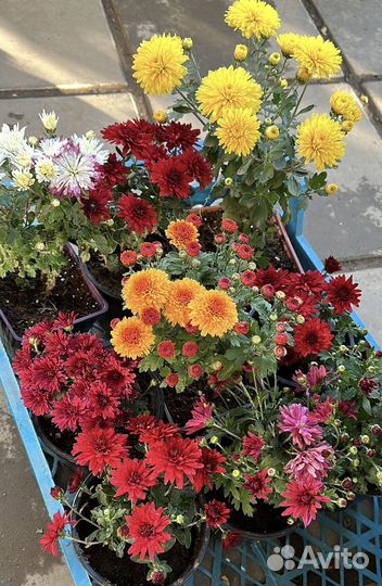 Хризантема мультифлора