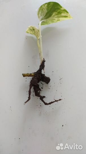 Сциндапсус эпипремнум марбл квин