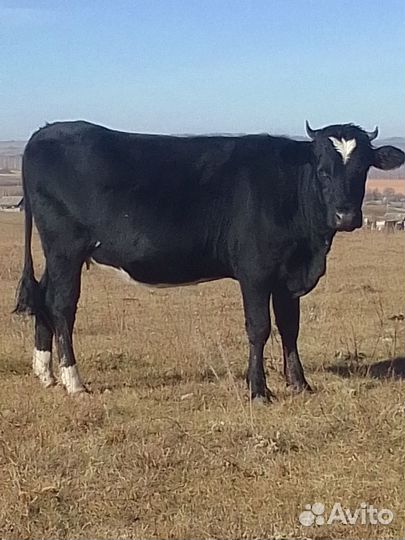 Продается телка