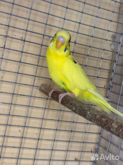 Волнистый попугай