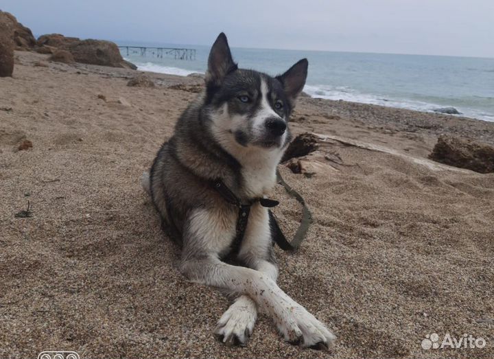 Щенки хаски