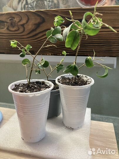 Комнатные цветы