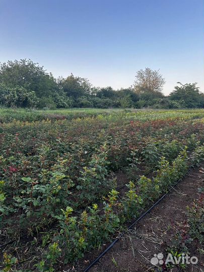 Саженцы роз Айсберг опт и розница