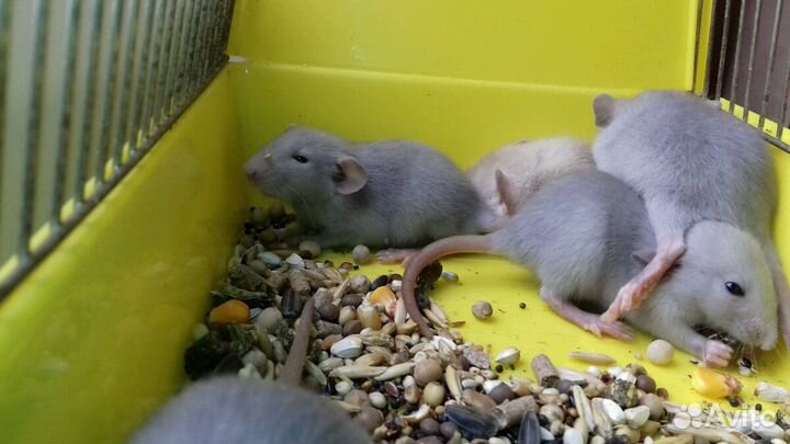 Крысята Дамбо. Крысы голубые и светло-бежевые