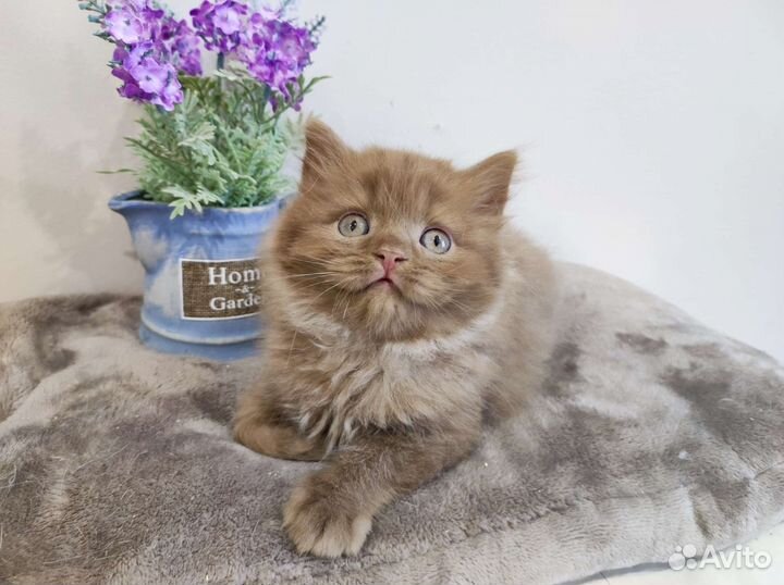 Сладкий пирожок, котик циннамон