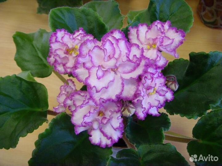 Сортовые фиалки