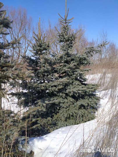 Ель голубая