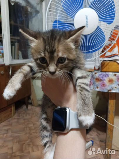 Котята в добрые руки бесплатно