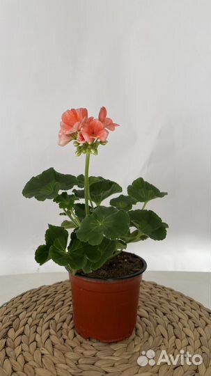 Пеларгония герань