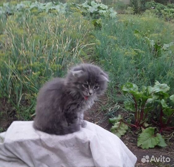 Котята в добрые руки даром