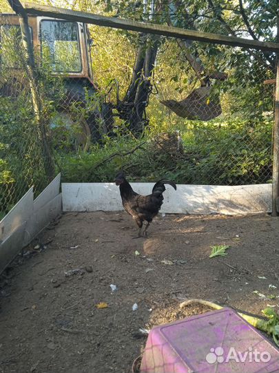 Петушки Уихейлюй