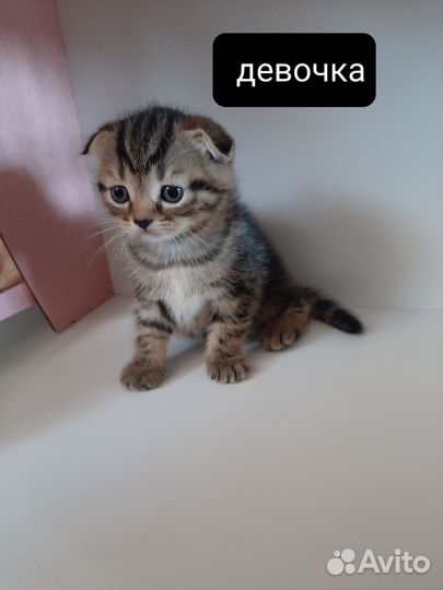 Шотландская