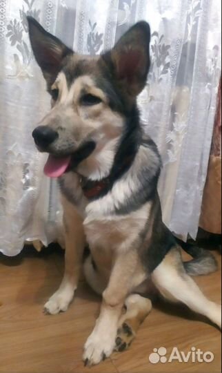 Аляскинский маламут