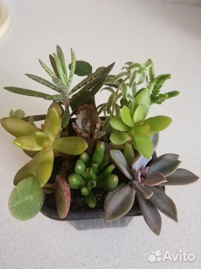Садик из суккулентов