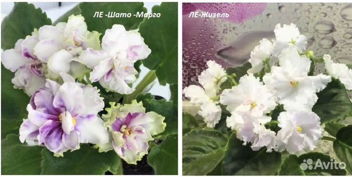 Фиалки цветущие