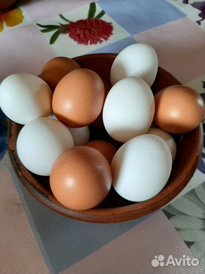 Гусиные домашние яйца