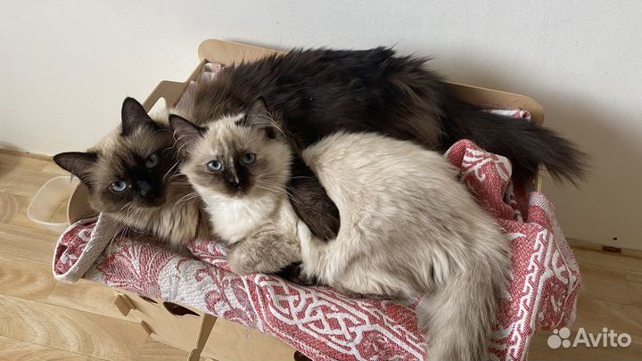 Невская маскарадная кошка