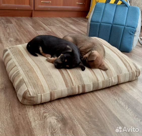 Щенки в дар