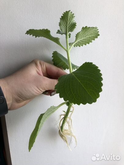 Плектрантус (домашняя мята)