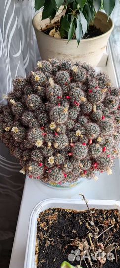 Кактус