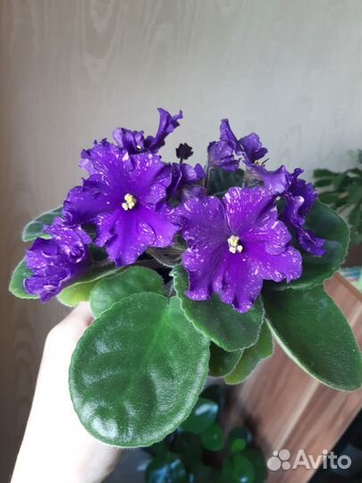 Фиалки, детки