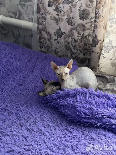 Канадский сфинкс кошка