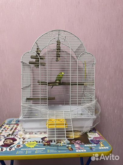 Волнистый попугай с клеткой