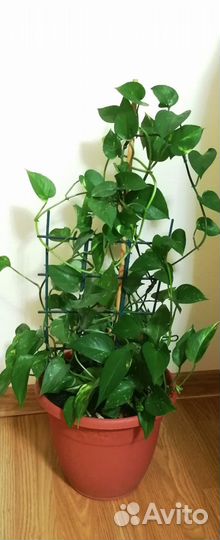 Комнатный цветок