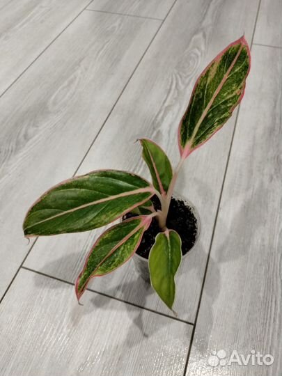 Аглаонема Tivoli (Тайволи)