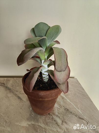 Каланхое метельчатоцветковое