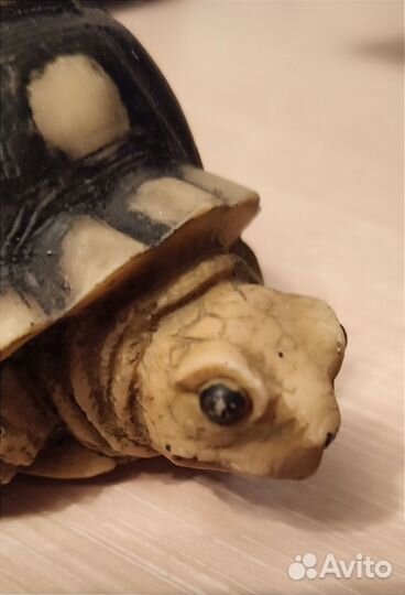 Черепаха сувенир. Шри-Ланка