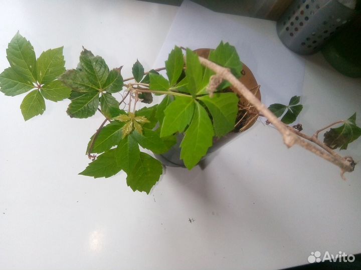 Девичий виноград. Черенки и отростки с корнем