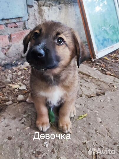 Щенки в добрые руки