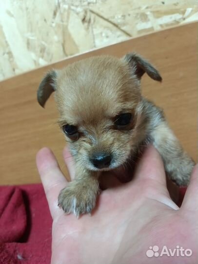 Крошкин