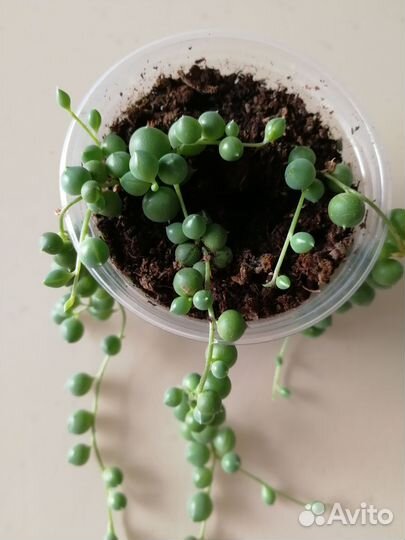 Крестовник Роули и Набор суккулентов (4 вида)